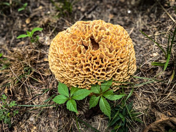 Overhead of Rooting Cauliflower Mushroom