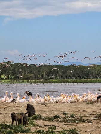 Baboons observing pelicans and flamingos flying over lake nakuru in kenya