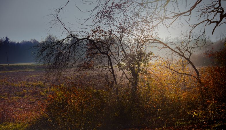 Thin trees in a field on a hazy day