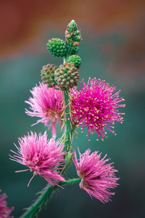 the delicate beauty of the Mimosa pudica flower, commonly known as putri malu