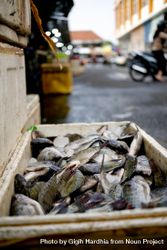 Cooler of fish, close up with street market in background 5XvKvb