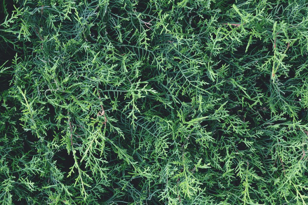 Green foliage of thuja tree in close up in summer garden.