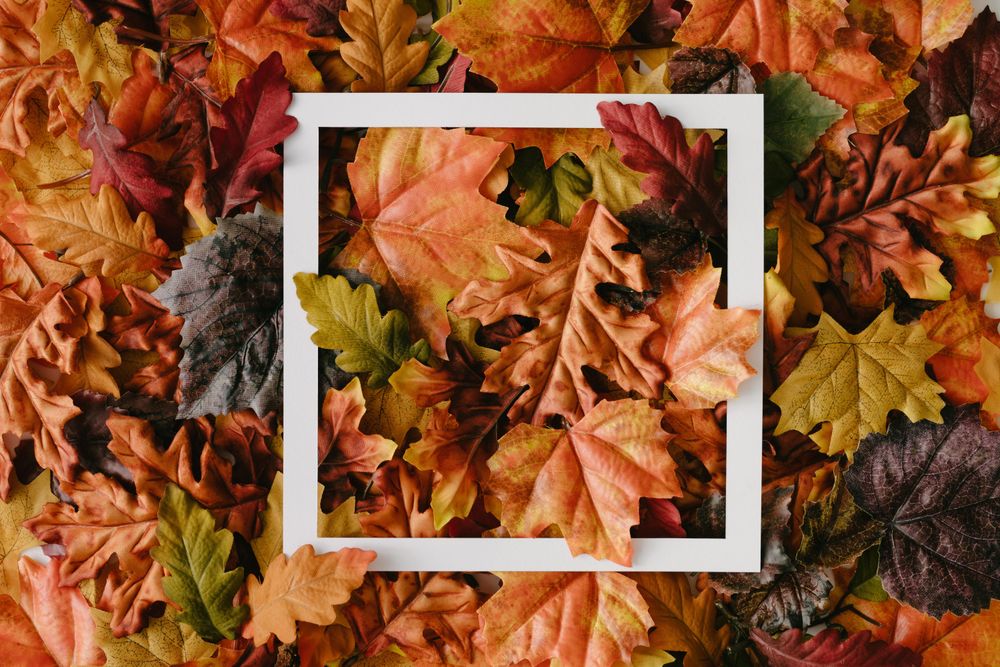 Autumn leaves with paper card note