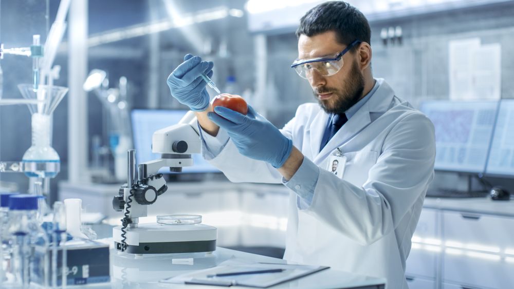 In a Modern Laboratory Food Scientist Working on a Genetic Modifications of this Vegetable