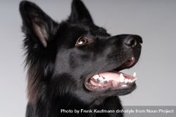 Portrait of older dark brown german shepherd dog 48BNOv