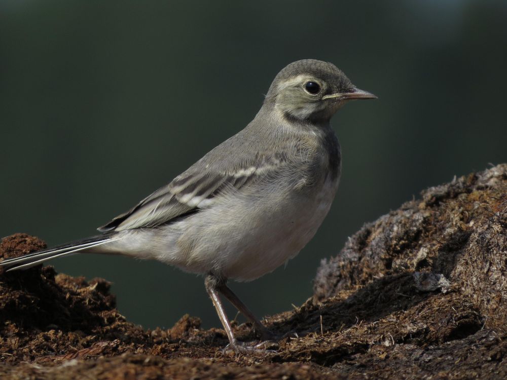 Bird photography on a clear day