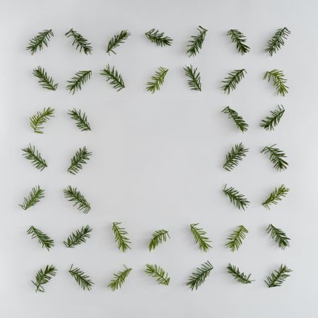 Fir branches arranged neatly on light background with space in the center