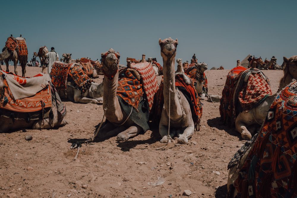 Funny camels in desert