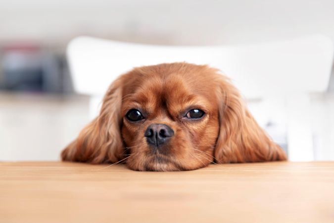 Perceptive cavalier spaniel resting head at the dining table