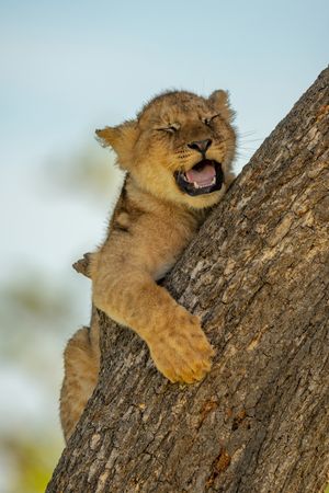 Lion cub lies yawning on tree trunk