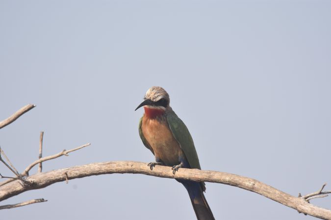 Rollers bird on brown tree branch