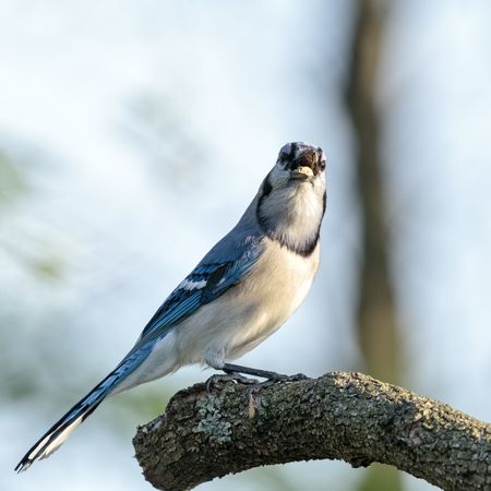 Blue jay perches on tree branch