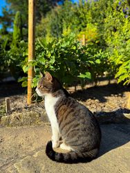 Feline profile