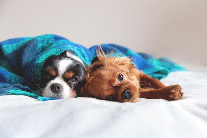 Two cavalier spaniels cozy under blue blanket