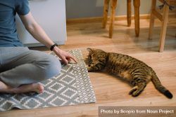 person sitting beside a tabby cat on the floor 4Z7oNb