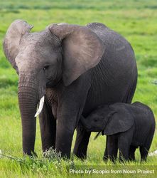 Elephant with its offspring standing on green grass 428Mm0