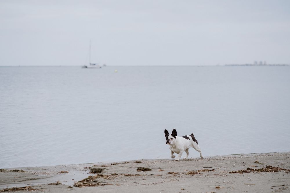 Dog running on beach near sea