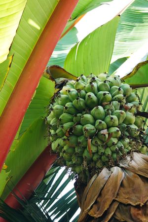 Tropical palm growing in park