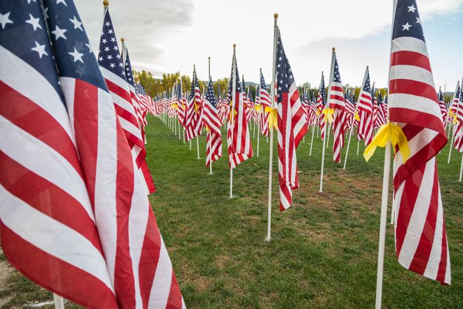 Field of Veterans Day American Flags Waving in the Breeze.