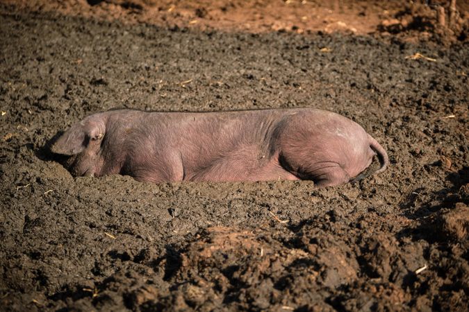 pig lying on dirty ground
