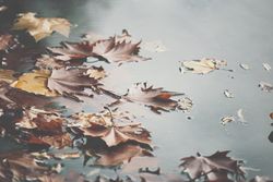 Fallen leaves floating on water