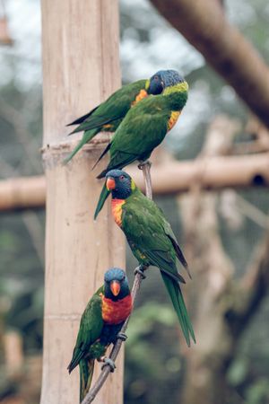 Green exotic parrots on branch in zoo
