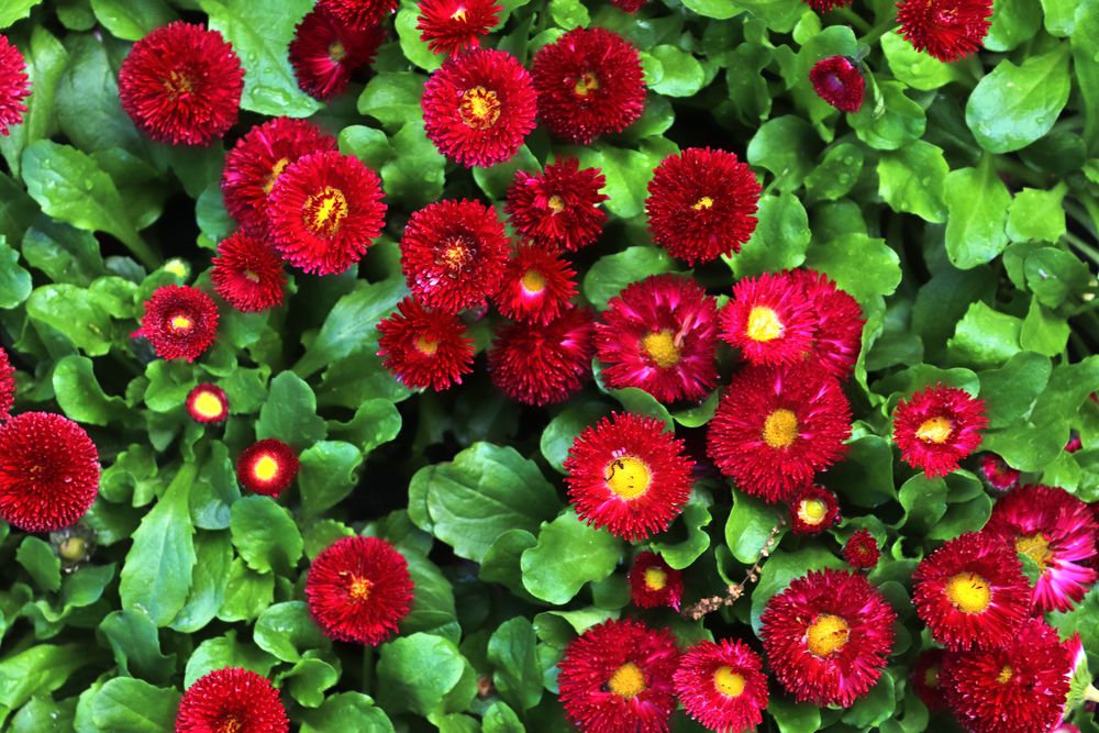 Beautiful flowers in a european garden in different colors