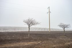 Barren wintry trees along road in kakheti