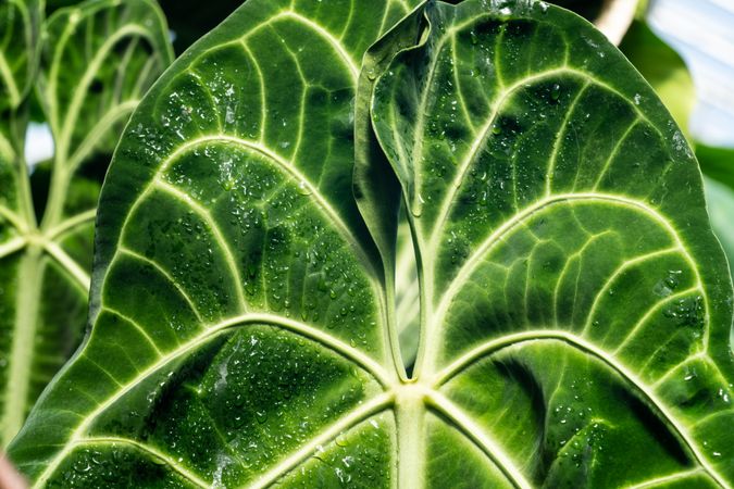 Textured wet huge leaf