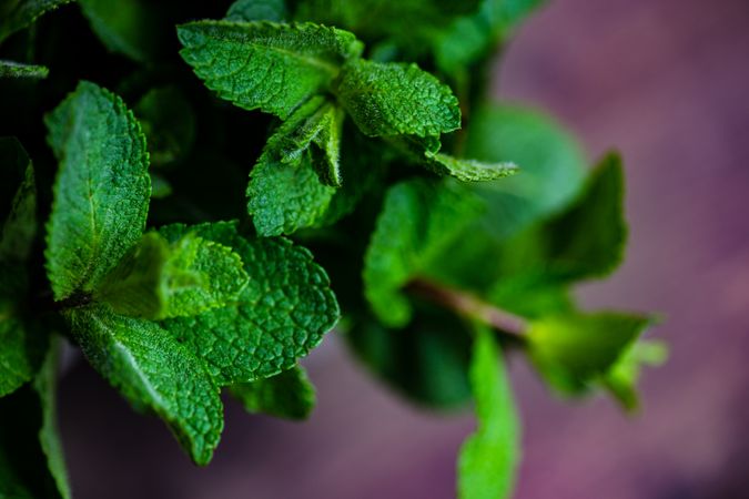 Organic mint, close up of leaves
