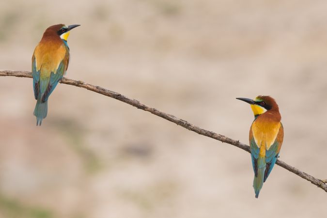 Birds standing on tree branch