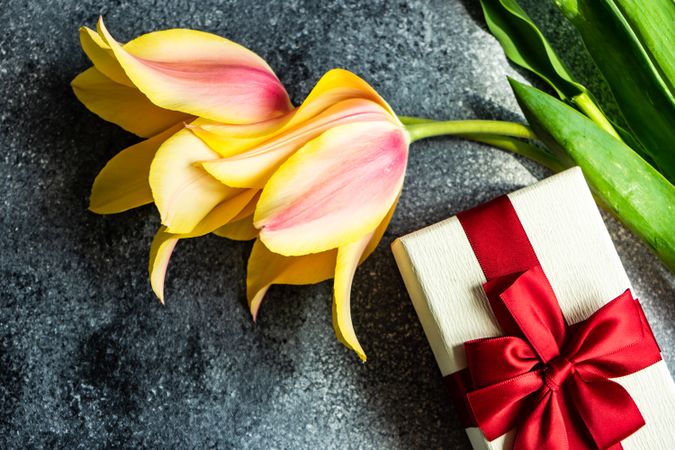 Top view of tulip flowers on concrete background with giftbox