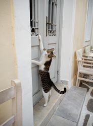 Cat trying to open a door