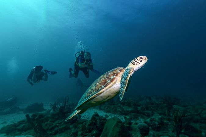 Free diver swimming underwater with big turtle in ocean