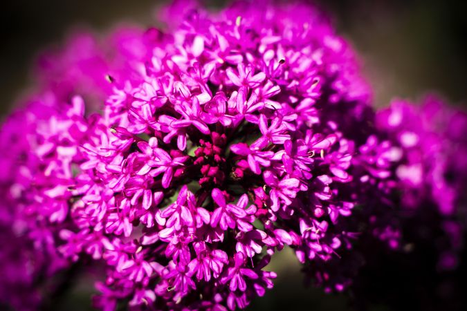 Bright pink valerian flowers with selective focus