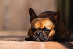 French Bulldog relaxing on terrace of house