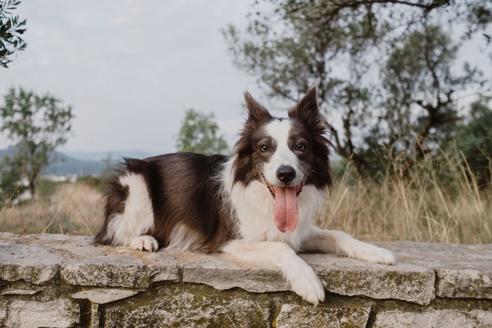 Senior Border Collie sitting on road against blurred dry grass
