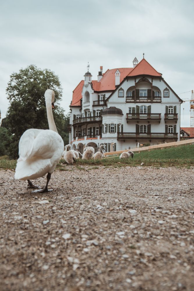 Swan on brown soil near house