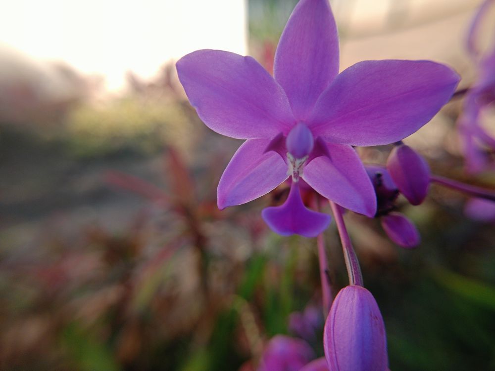 purple orchid flower background