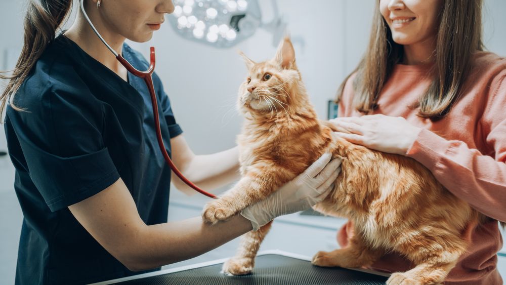 Veterinarian Using Stethoscope to Examine Breathing of a Pet Maine Coon Lying on a Check Up Table.