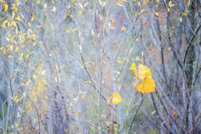 Blurred trees in forest