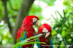 Red and blue macaws on green tree branch 5wk2L5