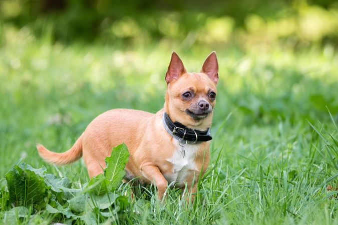 Beige Chihuahua walking on green grass field
