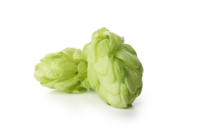 Fresh green hop isolated on light background