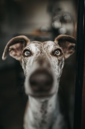 Funny greyhound looking out window