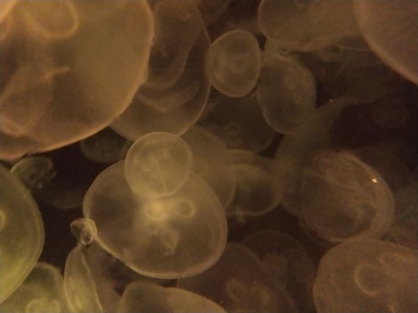 Jellyfish in Orange Light