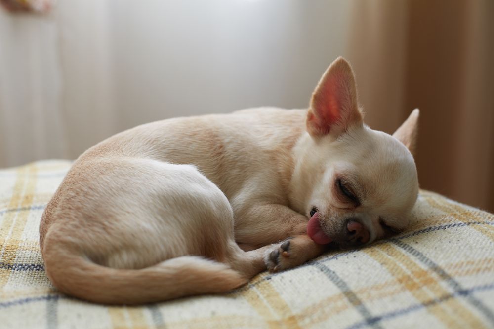 Sleeping Chihuahua with Tongue Out