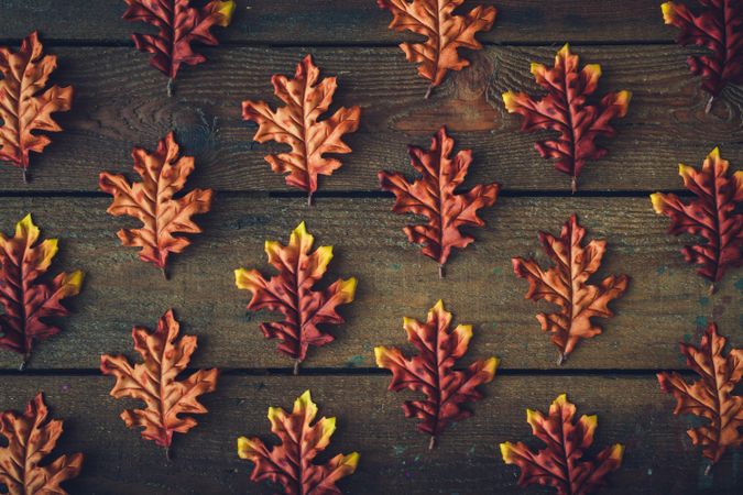 Rows of uniform autumn leaves