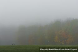Deer and autumn morning fog in Aitkin County, Minnesota 5oyBzb