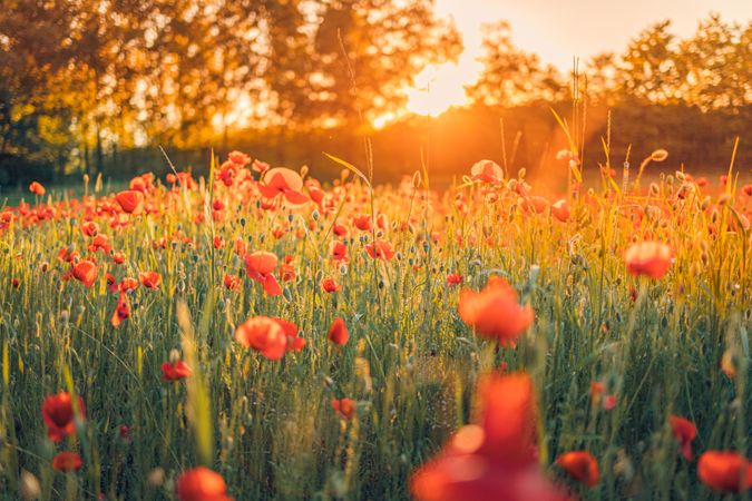 Sunsetting over a poppy field